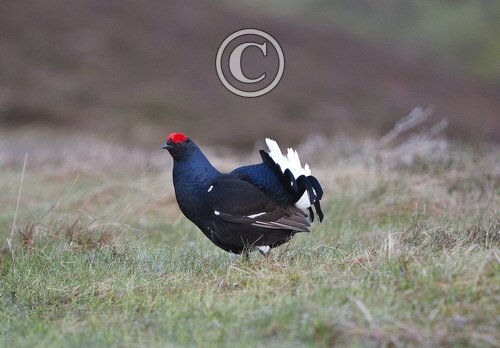 Black Grouse DM0996